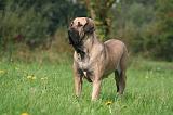 FILA BRASILEIRO 038